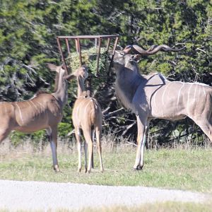 Greater Kudu
