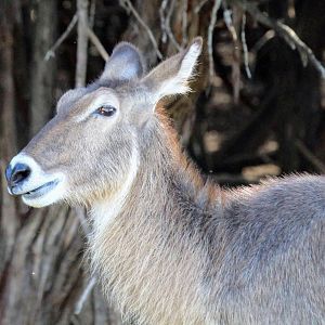 Common Waterbuck