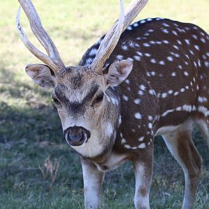 Axis Deer