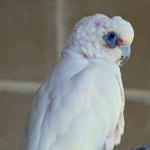 Little Corella