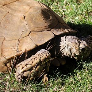 African Spurred Tortoise
