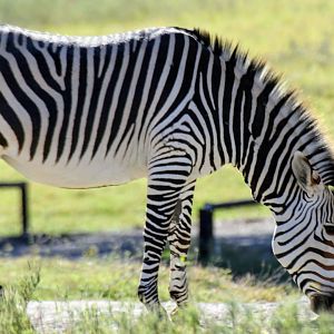 Hartmann's Mountain Zebra