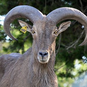 Aoudad