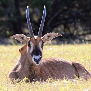 Roan Antelope
