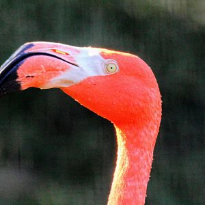American Flamingo
