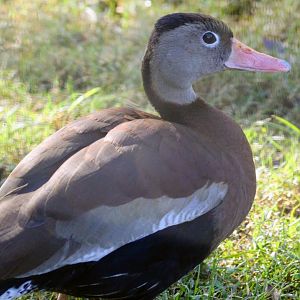Black-bellied Whistling-Duck