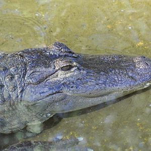 American Alligator