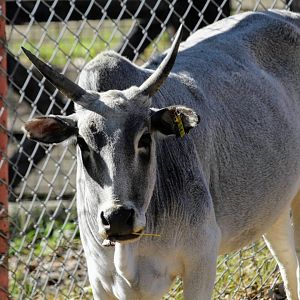Miniature Zebu