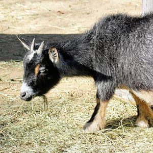 African Pygmy Goat