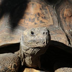 Leopard Tortoise