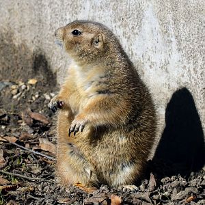 Black-tailed Prairie Dog