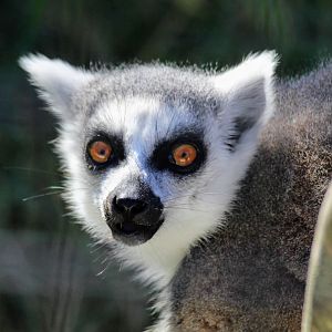 Ring-tailed Lemur