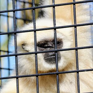 White-handed Gibbon