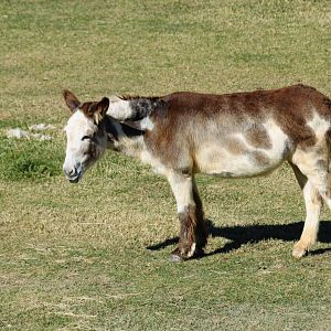 Domestic Donkey