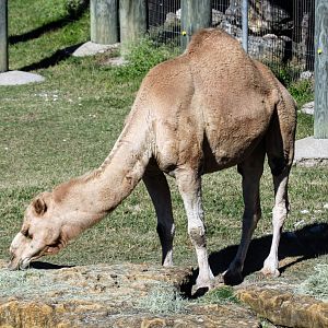 Dromedary Camel
