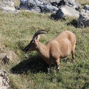 Nubian Ibex
