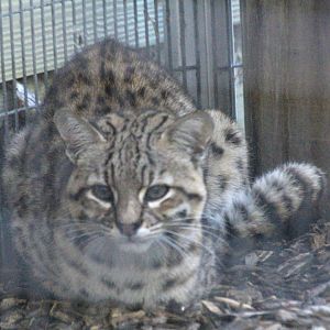 Geoffroy's Cat