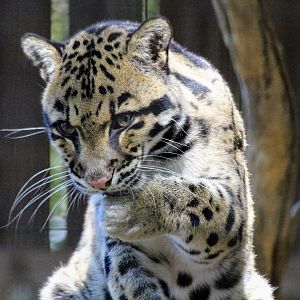 Clouded Leopard