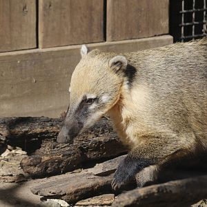 South American Coati