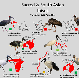 Sacred and South Asian ibis distribution maps