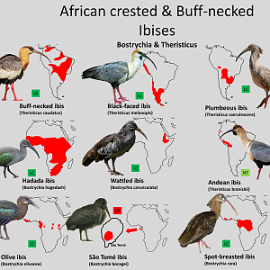 African crested and Buff-necked ibis distribution maps
