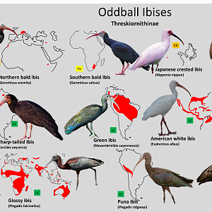 Oddball ibis distribution maps