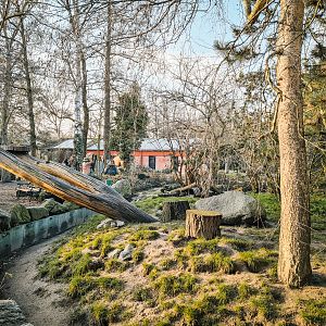 Raccoon and Striped Skunk