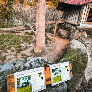 Raccoon and Striped Skunk