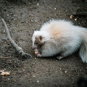 Striped Skunk (maybe Champagne or Lavender fur type)