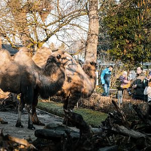 Camel and  Porcupine overview