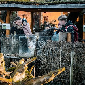 "Porcupine feeding station"