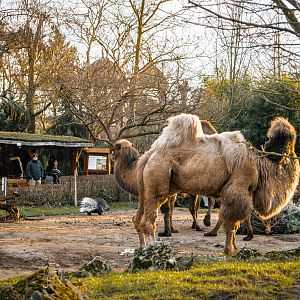 Camel and Porcupine overview