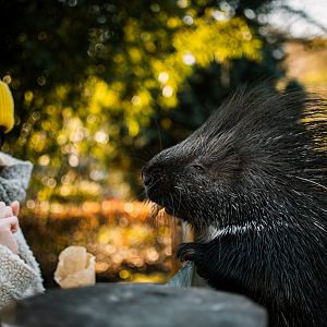 "Porcupine feeding station"