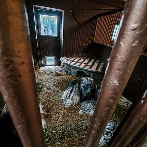 Porcupines in the barn