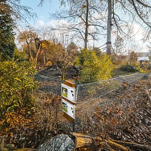 White-nosed Coati and Striped Skunk