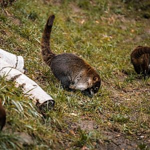 White-nosed Coati
