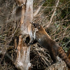 White-nosed Coati