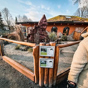 Pygmy Mongoose and Leopard Tortoise outdoors