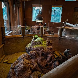 Pygmy Mongoose and Leopard Tortoise indoors