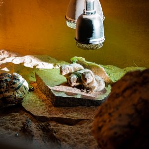 Pygmy Mongoose and  Leopard Tortoise