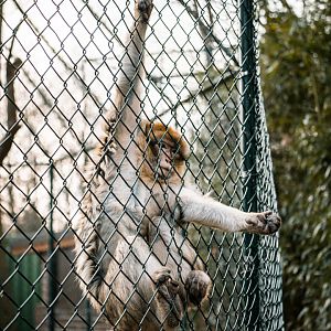 Barbary Macaque begging