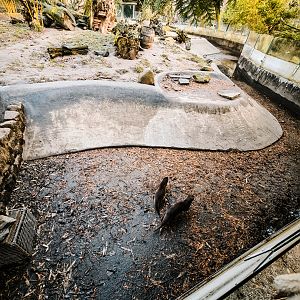 Asian Small-Clawed Otter