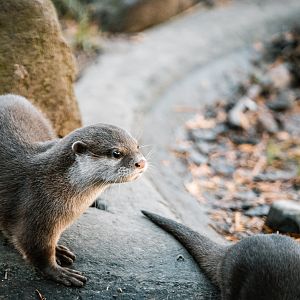 Asian Small-Clawed Otters