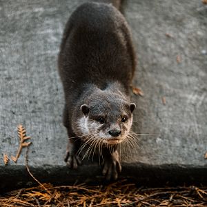 Asian Small-Clawed Otter
