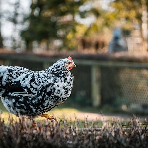 Chicken (Schwedisches Blumenhuhn)