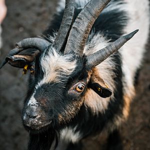 Goat with four horns