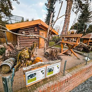 Spotted Skunk,  North American Porcupine and  Marmot