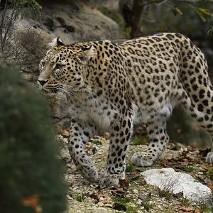 Persian leopard (Panthera pardus saxicolor)