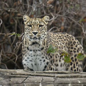 Persian leopard (Panthera pardus saxicolor)