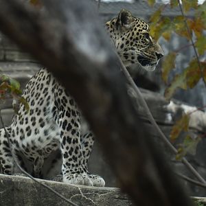 Persian leopard (Panthera pardus saxicolor)